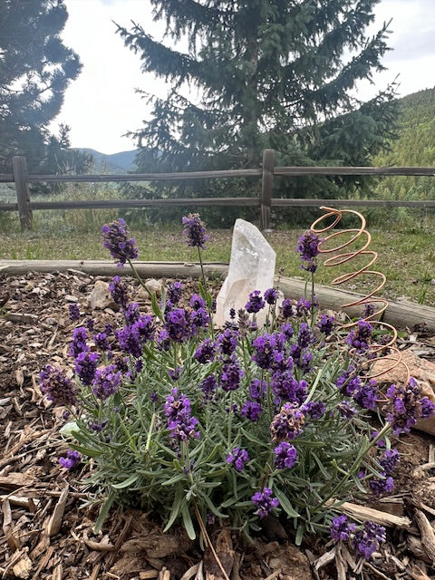 Lavender - Tea