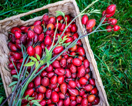 Rosehip -Tincture