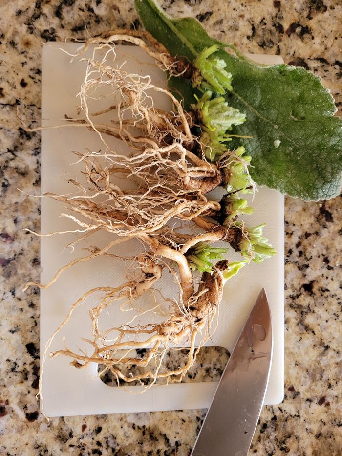 Mullein Root - Tincture