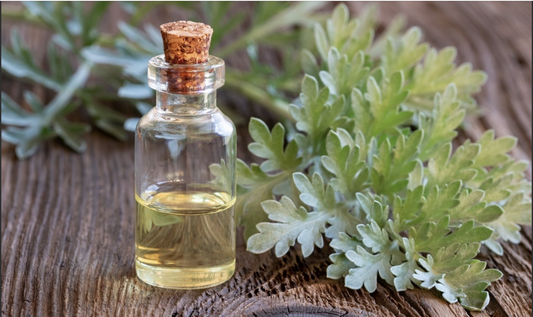 Wormwood - Tincture